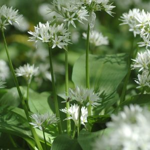 Лук медвежий