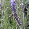 Лаванда зубчатая