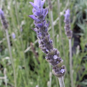 Лаванда зубчатая
