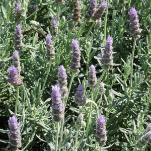 Лаванда зубчатая