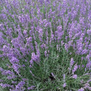 Лаванда узколистная "Hidcote Superior"