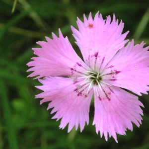 Гвоздика блестящая