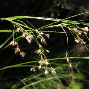 Ожика ожиковидная