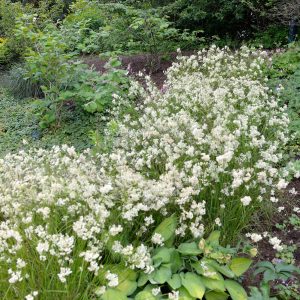 Ожика снежная