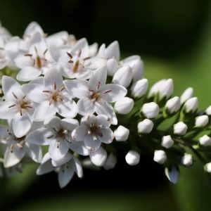 Вербейник клетровидный