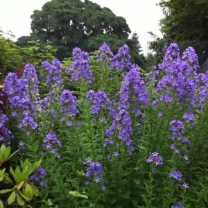 Колокольчик молочноцветковый "New Hybrids"