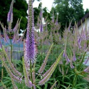 Вероникаструм сибирский