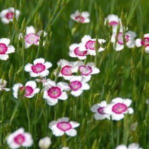 Гвоздика травянка "Arctic Fire"