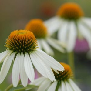 Эхинацея пурпурная "Alba"