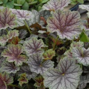 Гейхера американская