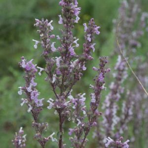 Котовник голый