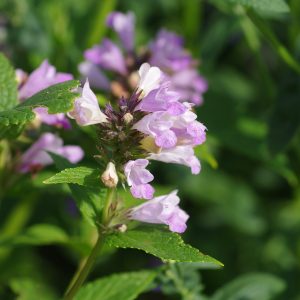 Котовник полусидячий "Pink Dreams"