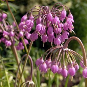 Лук склонённый "Hidcote"