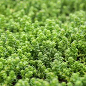 Очиток едкий "Oktoberfest"