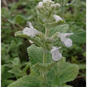 Котовник кистистый "Alba"