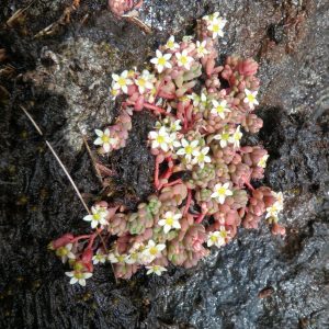 Очиток очитковидный