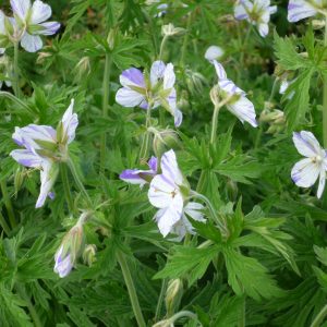 Герань луговая "Striatum"