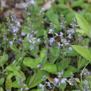 Вероника лекарственная