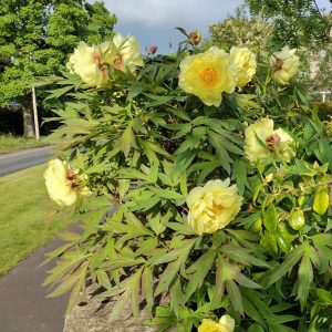 Пион жёлтый