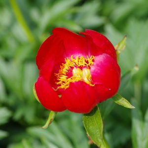 Пион иноземный