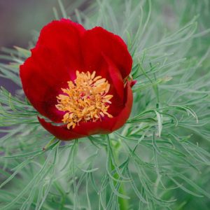 Пион тонколистный