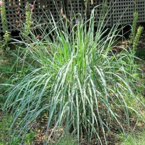 Просо горькое