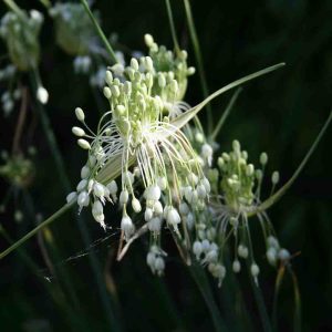 Лук килеватый хорошенький f. album