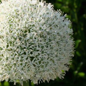 Лук скорода "White One"