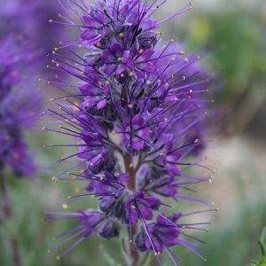 Фацелия шелковистая