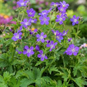 Герань лесная