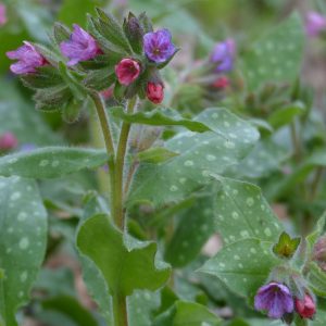 Медуница лекарственная