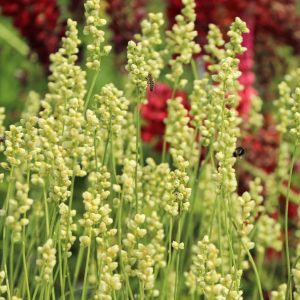 Гейхера кроваво-красная "White Cloud"