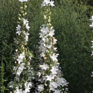 Колокольчик пирамидальный "Alba"