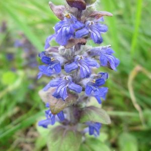 Живучка ползучая