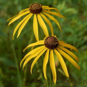 Рудбекия крупноцветковый "Sundance"