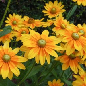 Рудбекия волосистая "Prairie Sun"