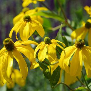 Рудбекия рассеченная