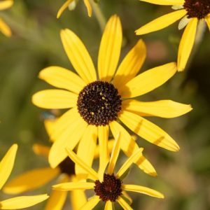 Рудбекия миссурийская