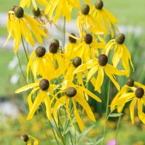 Рудбекия крупноцветковый "Sundance"
