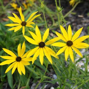 Рудбекия миссурийская