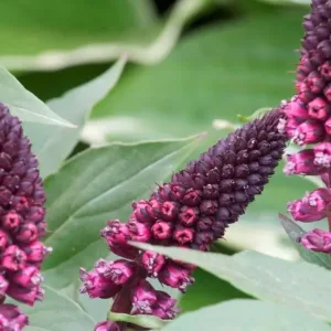 Вербейник тёмно-пурпурный