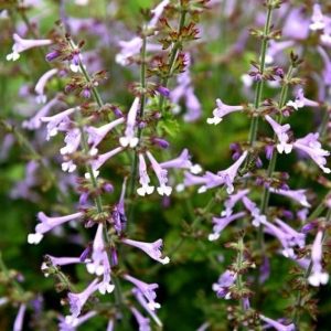 Шалфей шершавый "Good Hope"