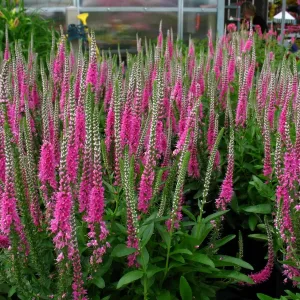 Вероника длиннолистная "Pink Shades"