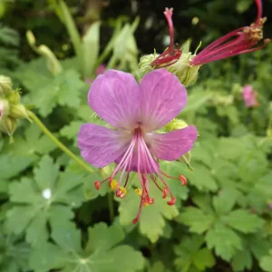 Герань крупнокорневищная "wild form"