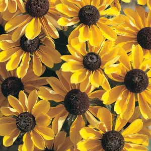 Рудбекия волосистая "Toto Gold"