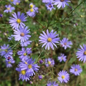 Астра ажурная