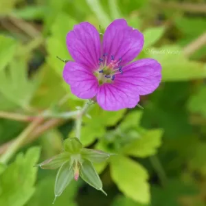 Герань юшинойская