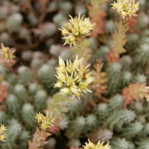 Очиток бледно-жёлтый