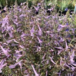 Шалфей шершавый "Good Hope"