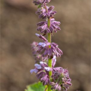 Шалфей напифолистный